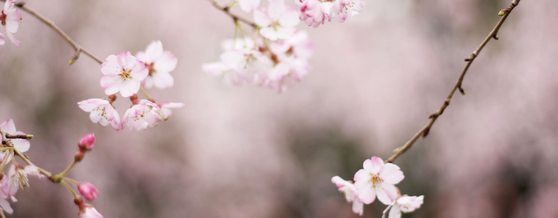 Matthias Hübener - Vom Libellenflug - Roman / Buch